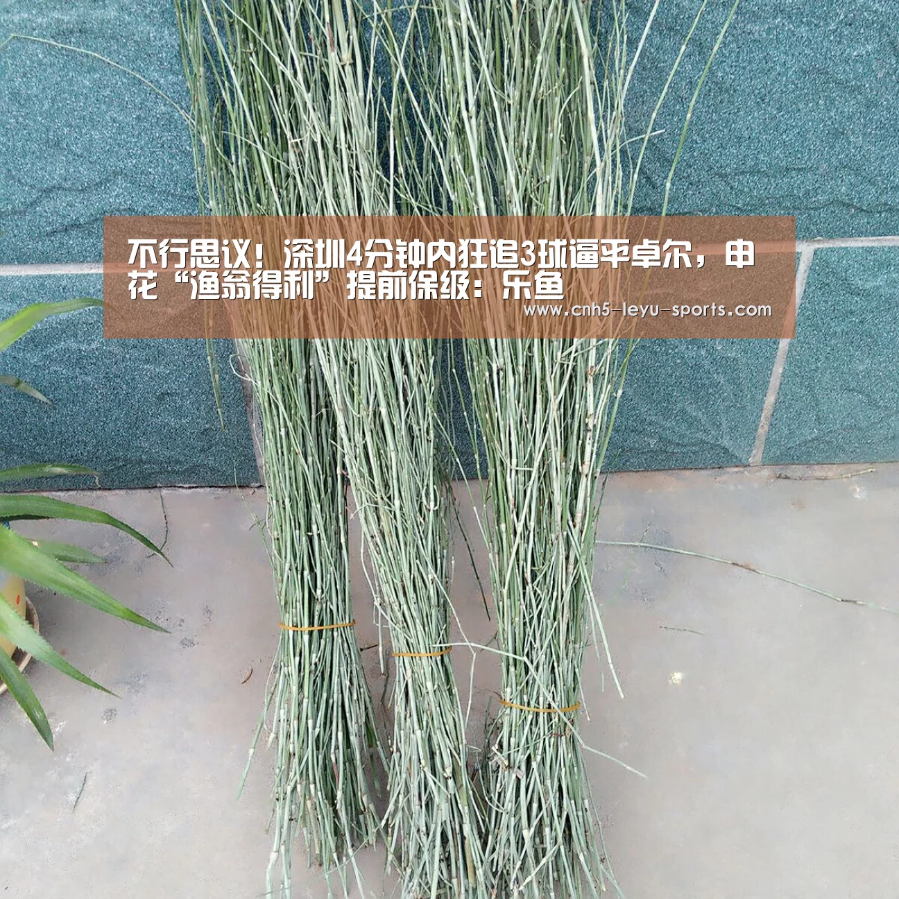 乐鱼体育